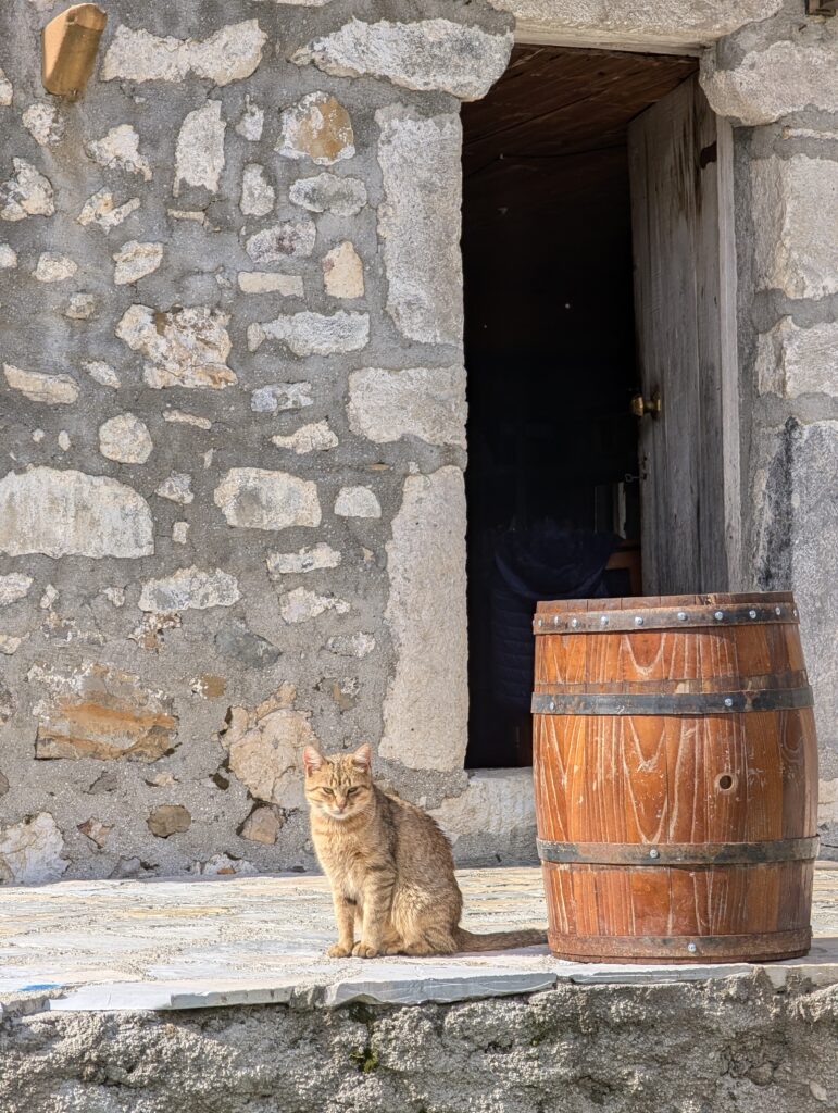 Katze im Restaurant Ujevara e Vogel